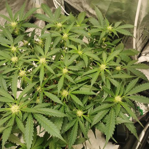 GO growlog timeline photo