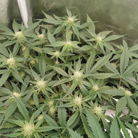 Sky growlog timeline photo