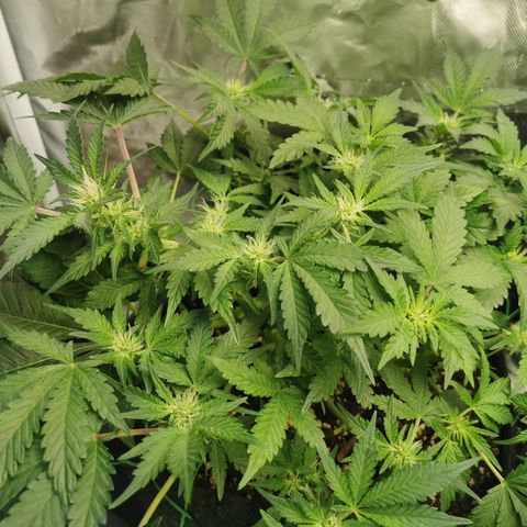 Chem growlog timeline photo