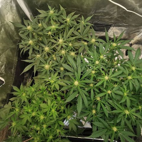 GO growlog timeline photo