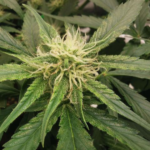 Sky growlog timeline photo