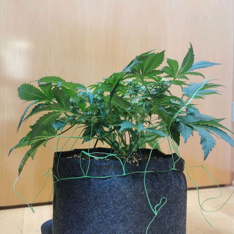 Chem growlog timeline photo
