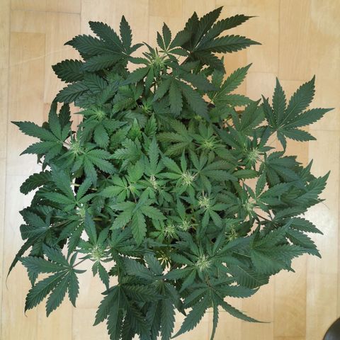 Chem growlog timeline photo