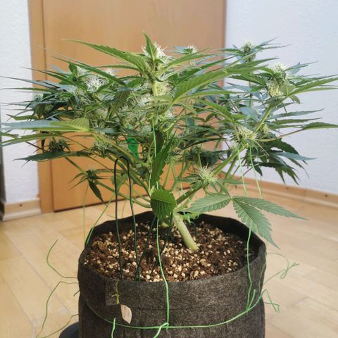 Sky growlog timeline photo