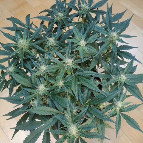 Sky growlog timeline photo