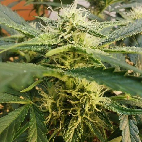 Sky growlog timeline photo