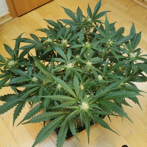 GO growlog timeline photo