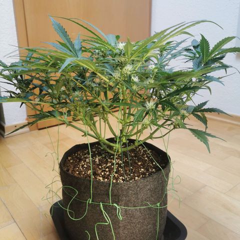 GO growlog timeline photo
