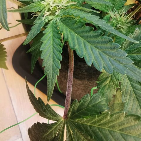 Chem growlog timeline photo