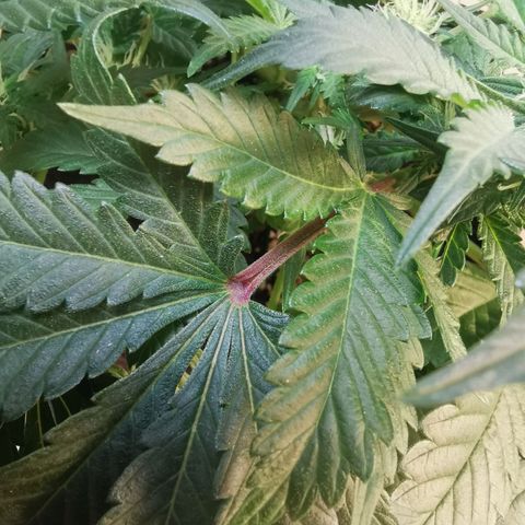 Chem growlog timeline photo