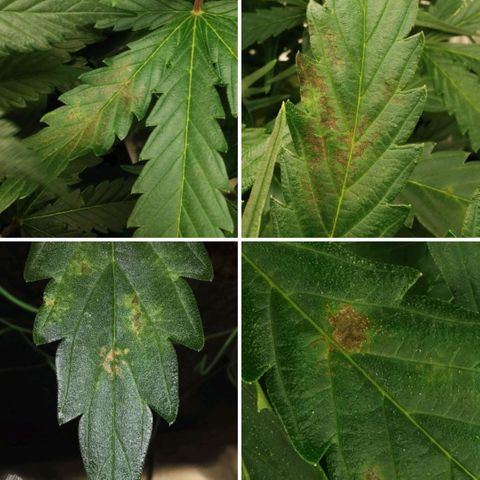 GO growlog timeline photo
