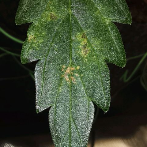 GO growlog timeline photo