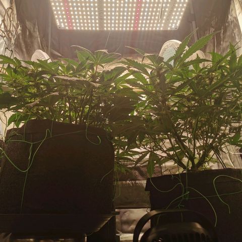 GO growlog timeline photo