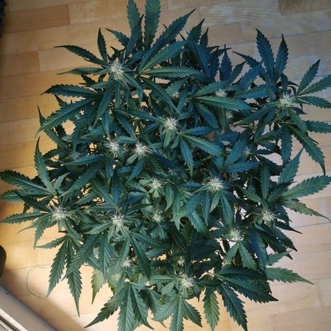 Sky growlog timeline photo