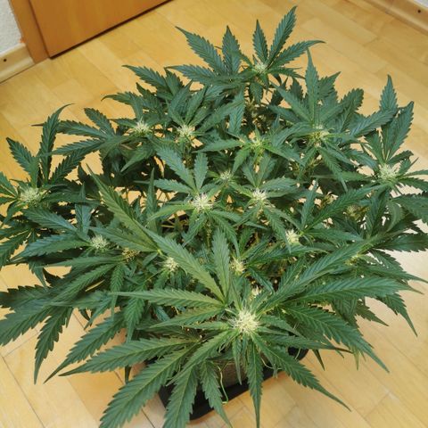 GO growlog timeline photo