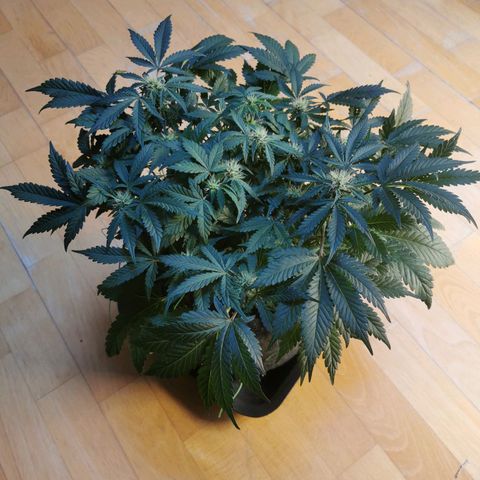 Chem growlog timeline photo