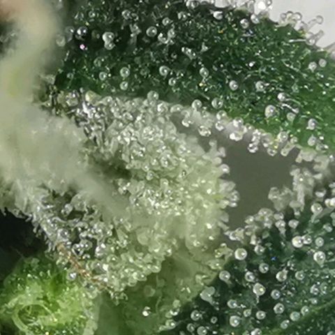 GO growlog timeline photo