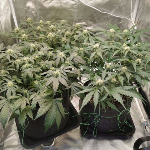 GO growlog timeline photo