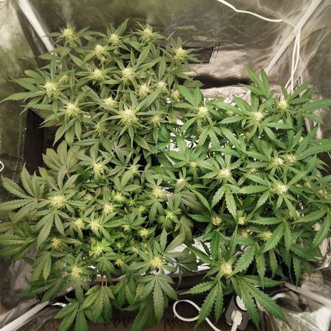 GO growlog timeline photo