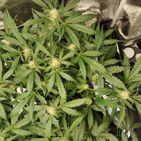 GO growlog timeline photo