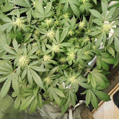 Chem growlog timeline photo