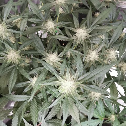 Sky growlog timeline photo