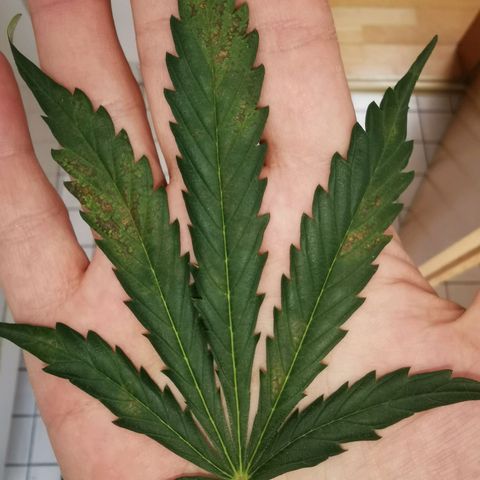 GO growlog timeline photo