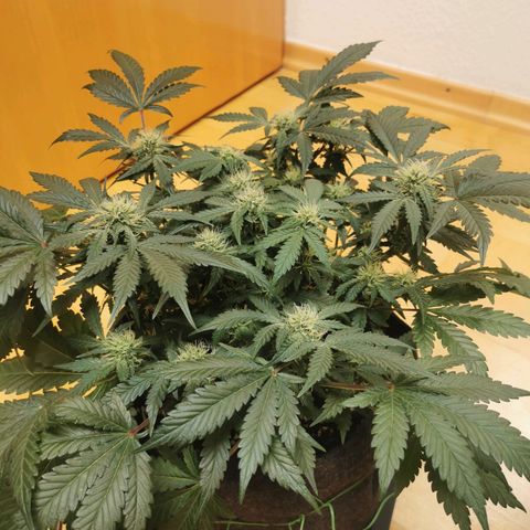 Chem growlog timeline photo