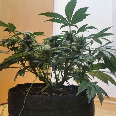 Chem growlog timeline photo