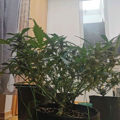 GO growlog timeline photo