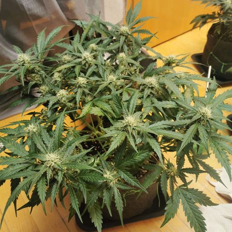 GO growlog timeline photo