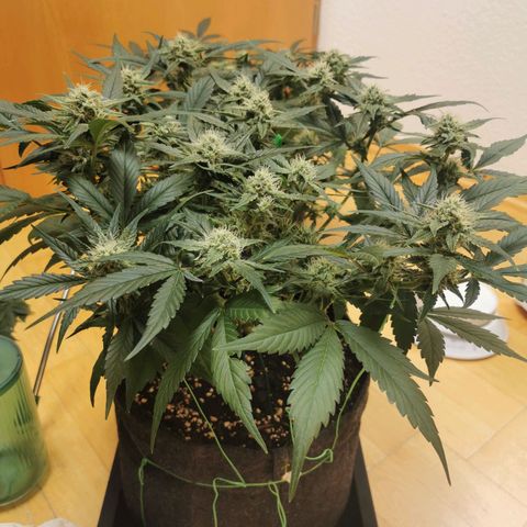 Sky growlog timeline photo