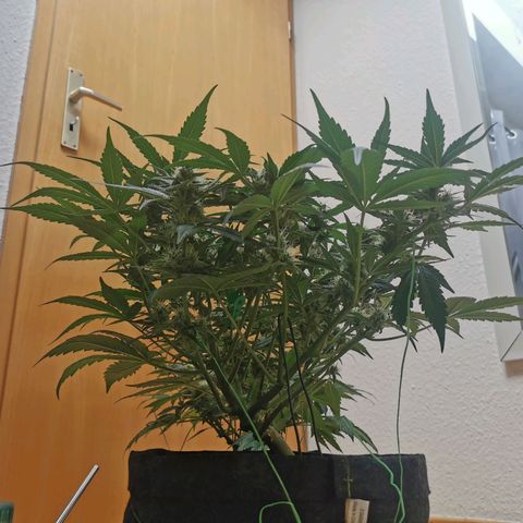 Sky growlog timeline photo
