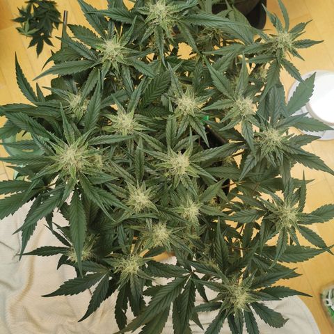 Sky growlog timeline photo