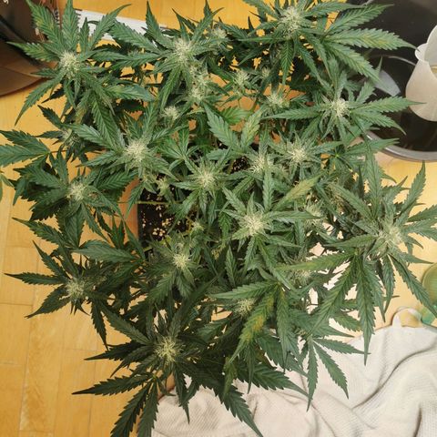 GO growlog timeline photo