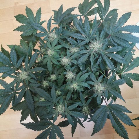 Chem growlog timeline photo