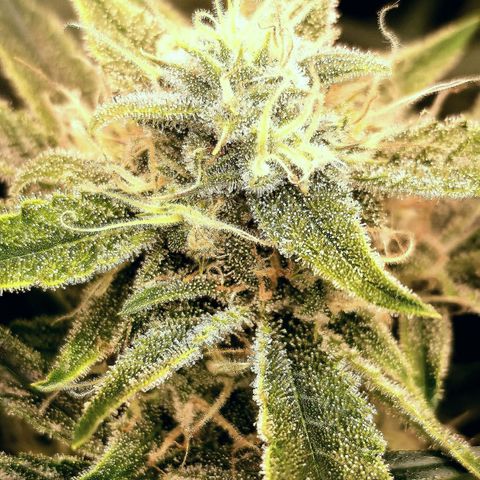 Sky growlog timeline photo