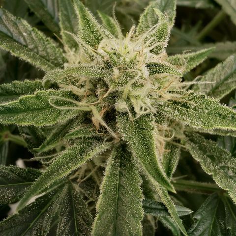 Sky growlog timeline photo