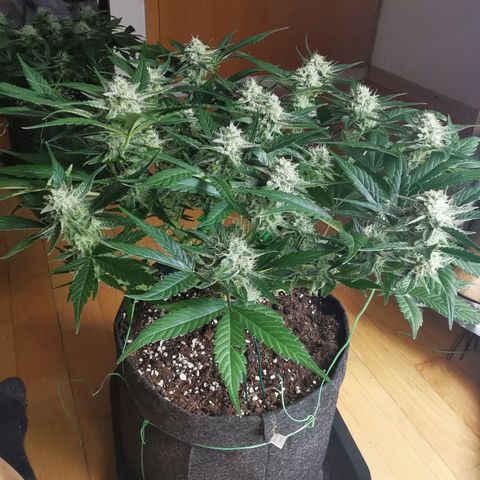 Sky growlog timeline photo