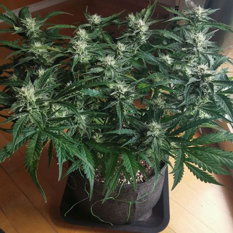 GO growlog timeline photo