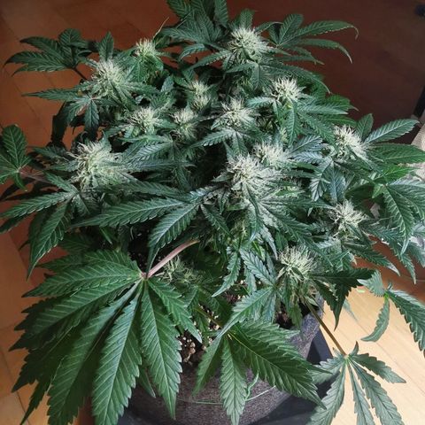 Chem growlog timeline photo