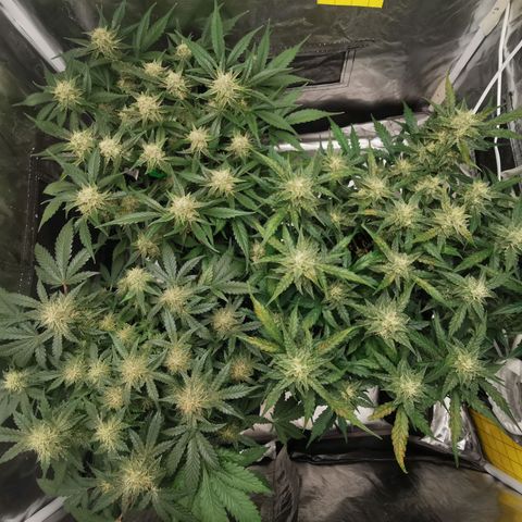 GO growlog timeline photo