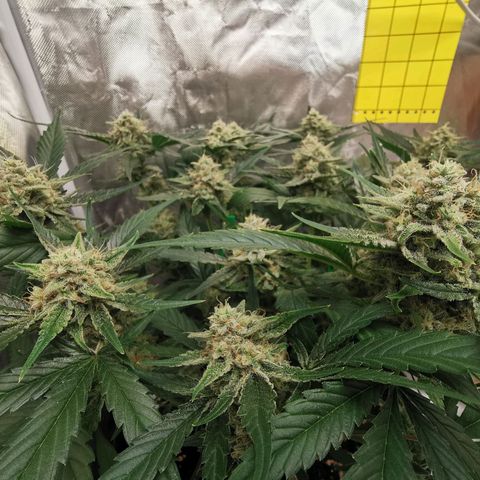 Sky growlog timeline photo