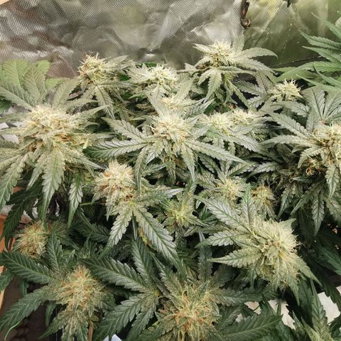 Chem growlog timeline photo