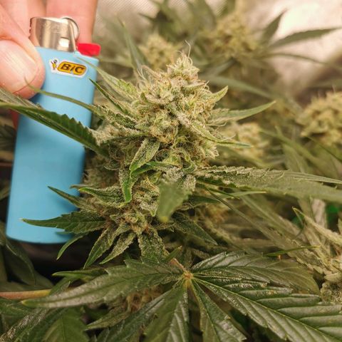 Sky growlog timeline photo