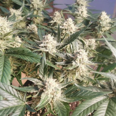 Sky growlog timeline photo