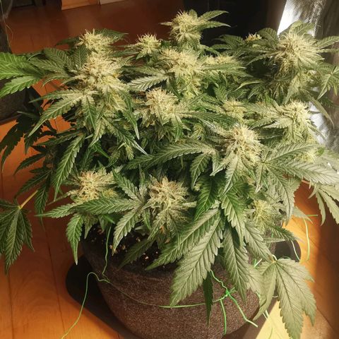 Sky growlog timeline photo