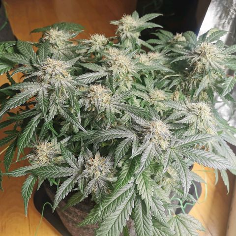 Chem growlog timeline photo