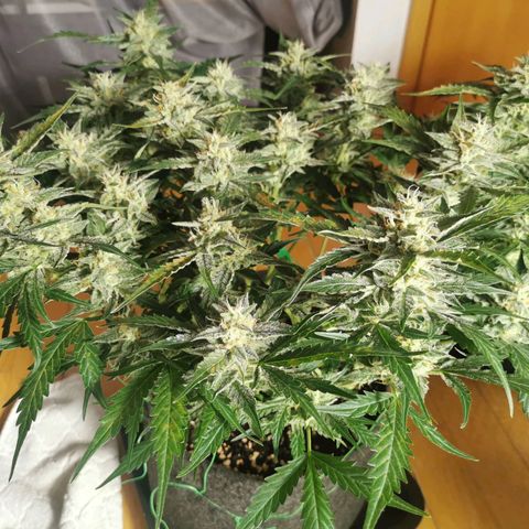 GO growlog timeline photo