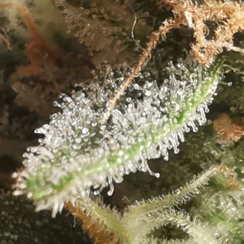 GO growlog timeline photo